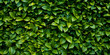 Green leaves wall  garden background and texture.