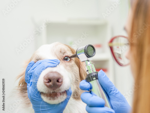 Fototapeta na szkło Closeup veterinary doctor examining dog eye with an otoscope