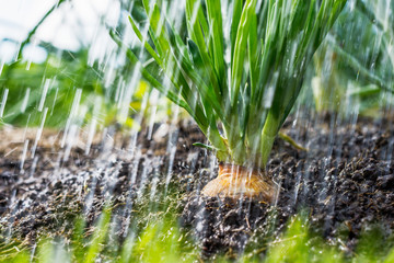 Rainfall is going in the vegetable garden; onion in the soil, agriculture and gardening concept