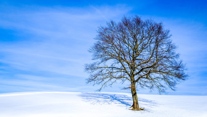 Poster - bare trees in winter