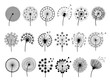 Dandelion silhouettes. Herbal illustrations flowers decoration concept vector botany illustrations. Black silhouette of summer flower dandelion