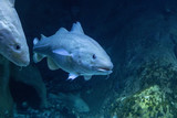Fototapeta Łazienka - The fish underwater in an aquarium