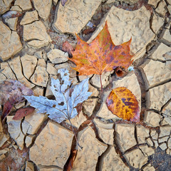 Wall Mural - leaves stuck on cracked mud