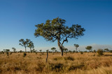 Fototapeta Sawanna - African savannah landscape