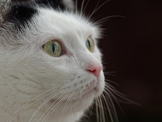 Katzenportrait