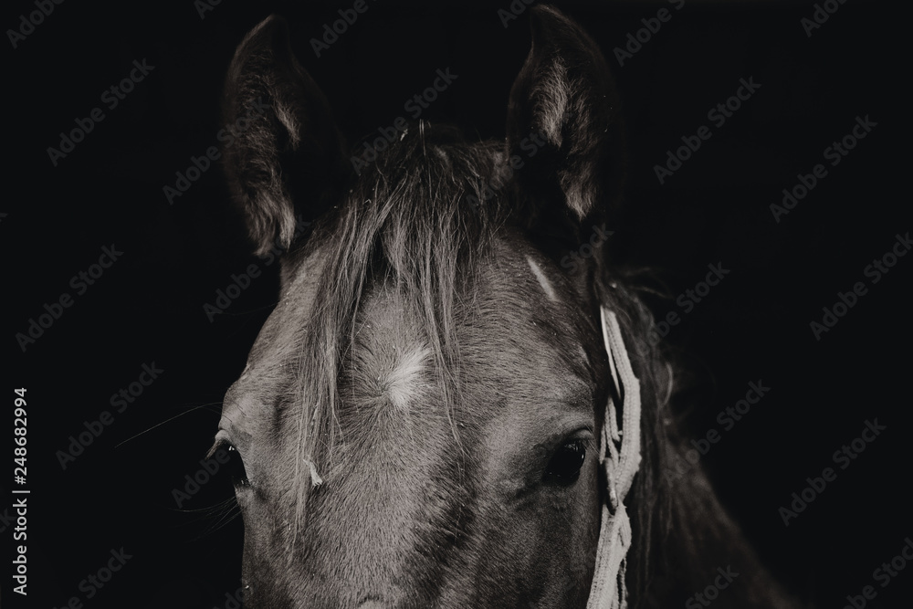 Vintage style horse portrait shows equine head closeup on farm in brown monochrome. - obrazy, fototapety, plakaty 