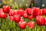 Fototapeta Tulipany - Fresh red tulip flowers in the garden