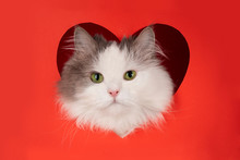 Fluffy Cat For Valentines Day