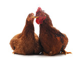 Fototapeta Zwierzęta - Two brown chickens.