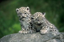 Snow Leopard (Uncia Uncia)