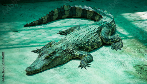 Plakat Krokodyl wietnamski z Mekongu