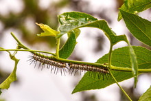 Zerbra Longwing Caterpillars On Purple Passion Vine