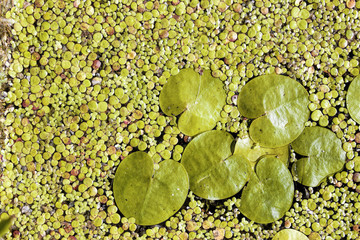 Top View Green Water Lily Plant on dark surface of pond. Amazing nature background