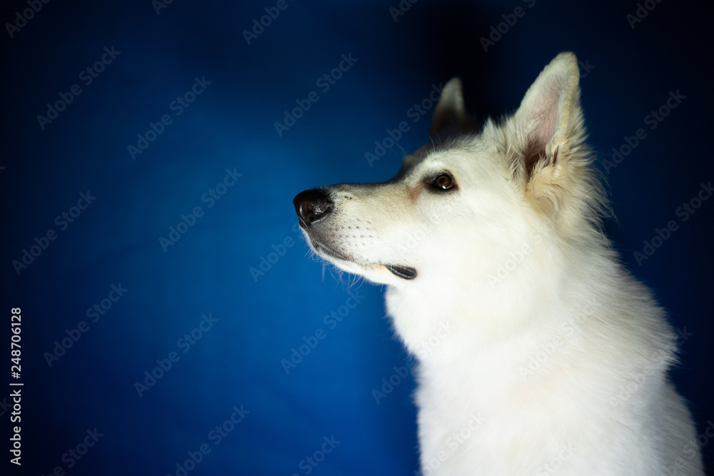 Portret biały pies wpatruje się  - obrazy, fototapety, plakaty 