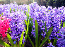 Beautiful Spring Flowers: Delicate Pink And Blue Hyacinths In The Famous Keukenhof Park In The Netherlands In Early Spring On A Sunny Day.