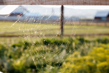 Country Landscape - Cobweb On A Wooden Fence