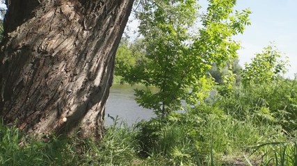 Wall Mural - Sunny tree and foliage