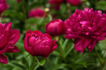 Red Peonies In The Garden. Blooming Red Peony. Closeup Of Beautiful Red Peonie Flower.