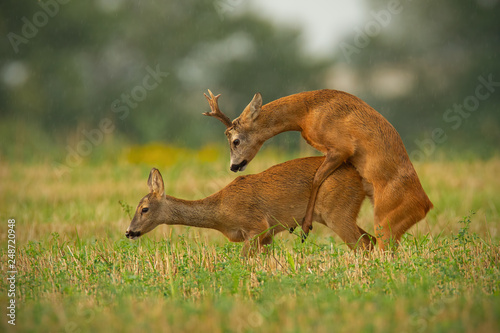 Wild Animal Sex - Roe deer, capreolus capreolus, couple copulating in mating ...