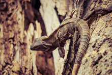 Frotal View Of Iguana In Tree, Vintage Style Image