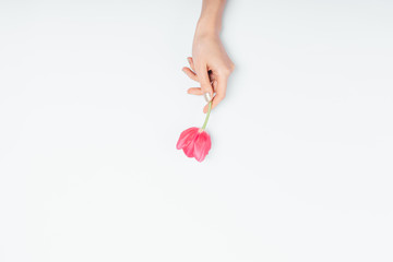 View from above of woman's hand holding one beautiful pink tulip