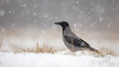Hooded crow, corvus cornix, on snow in winter during snowfall. Crow in cold weather with space for copy.