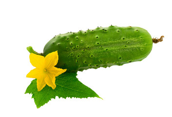 Poster - Fresh Cucumber with leaf and flowers isolated on white