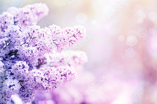 Lilac flowers spring blossom, sunny day light bokeh background