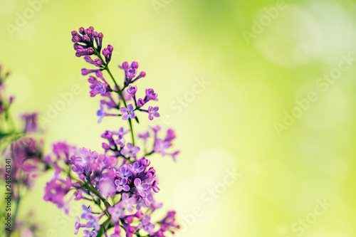 Lilac flowers spring blossom, sunny day light bokeh background