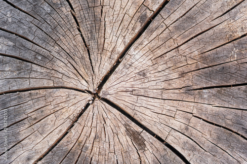 Wood Texture Of Cut Tree Trunk Close Up Detail Annual Rings Wood Texture Of Cut Tree Trunk Close Up Detail Annual Rings
