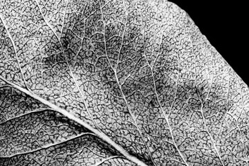 leaf texture