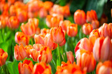 Fototapeta Tulipany - Orange tulip flower garden