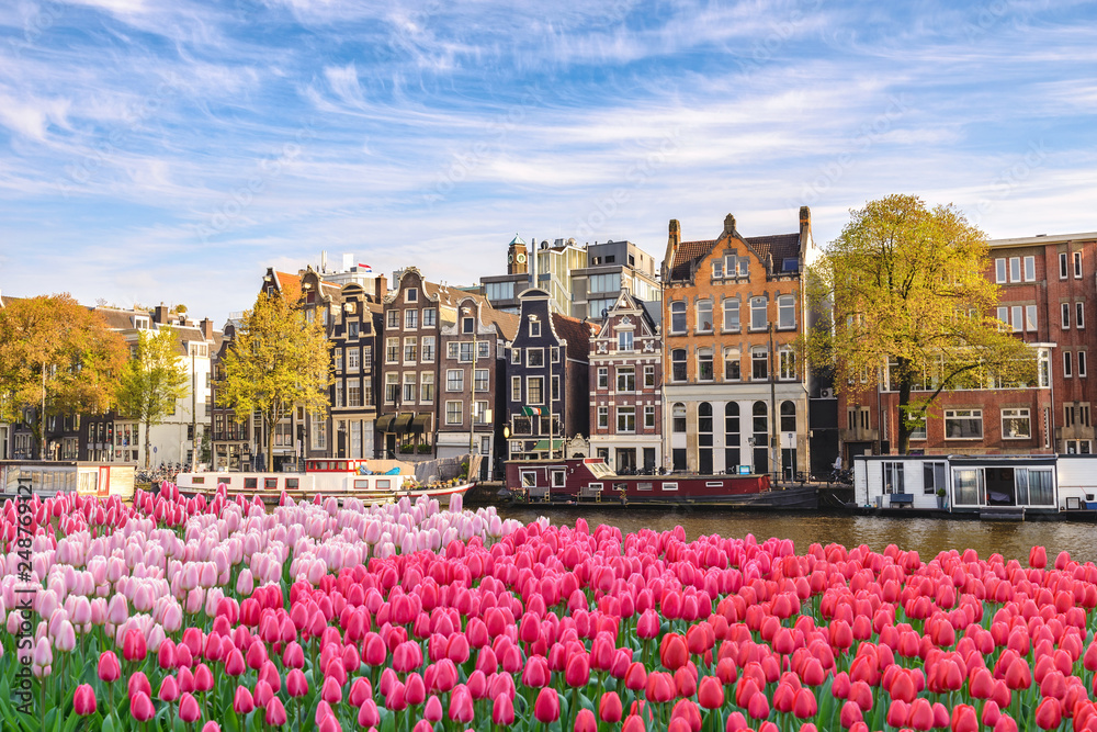Amsterdam Netherlands, city skyline Dutch house at canal waterfront with spring tulip flower - obrazy, fototapety, plakaty 