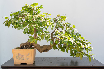 bonsai tree on a table against white wall in baihuatan public park, chengdu, china