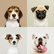 Portrait collection of adorable puppies