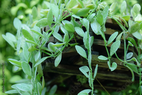 Dave Green in the garden