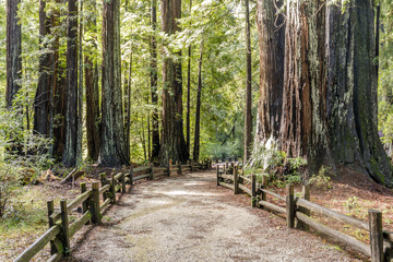 Wall Mural - Old Coast Redwoods along the trail. Big Basin Redwoods State Park, Santa Cruz County, California, USA.