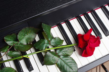 Red Rose On Piano Keyboard
