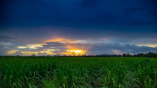 Sunrise Over Canefields