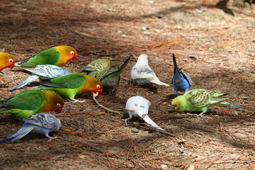 colorful birds on playground