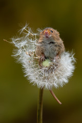Poster - A harvest mouse balancing on a dandelion clock. The mouse is reaching up and has its snout in the air