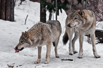 Wall Mural - The family of wolves is a large male and female with meat in the snow, watchfully watching against