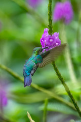 Blue hummingbird Violet Sabrewing flying next to beautiful red flower. Tinny bird fly in jungle. Wildlife in tropic Costa Rica. Two bird sucking nectar from bloom in the forest. Bird behaviour