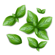 Set of green basil leaves. 3d realistic vector illustration isolated on white background.
