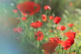 Fototapeta Maki -  Poppies in the field