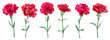 Panoramic view with carnation schabaud. Set red flowers, green stems, leaves on white background, collection for Mother's Day, Victory Day, digital draw, vintage illustration, vector, watercolor style