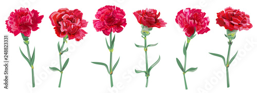 Panoramic view with carnation schabaud. Set red flowers, green stems, leaves ...