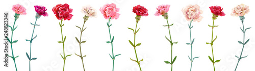 Panoramic view with carnation. Set red, pink, white flowers, green leaves on ...