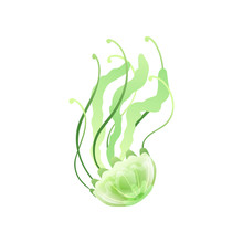 Green Jellyfish, Beautiful Swimming Marine Underwater Creature Vector Illustration