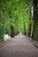 Wall Mural - Soft focus of beautiful garden with white chair, big tree and dry leaves on walk way. Vintage style picture. Nature background concept. 